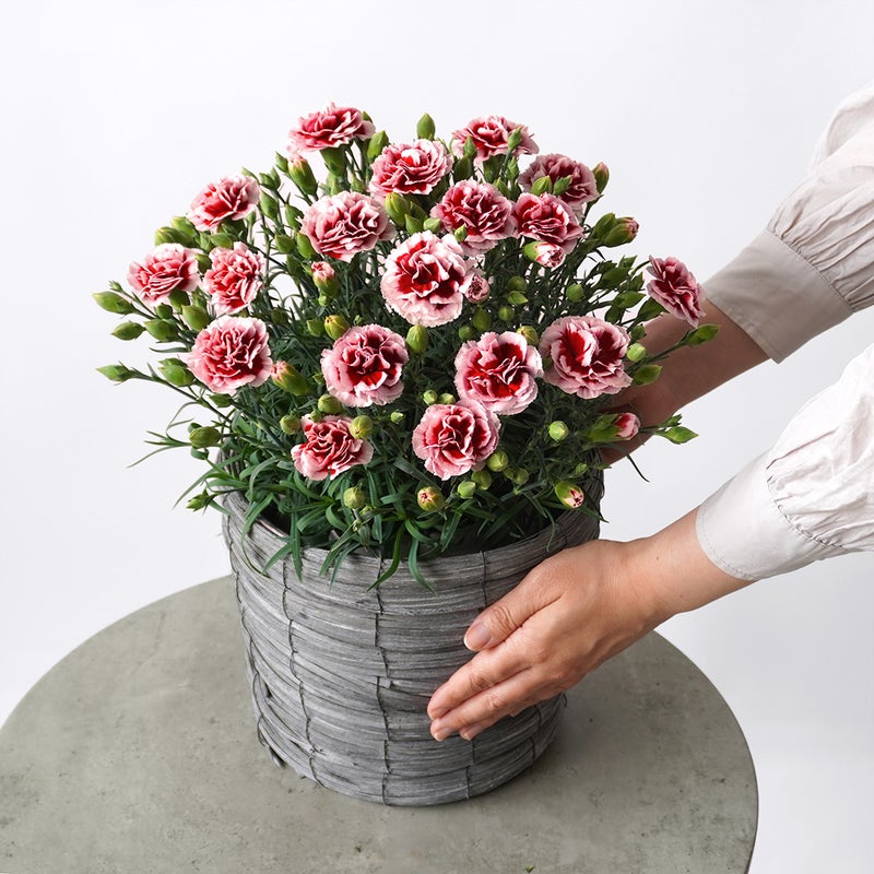 【母の日】濃い赤に淡いピンクの縁取りのカーネーション鉢植え