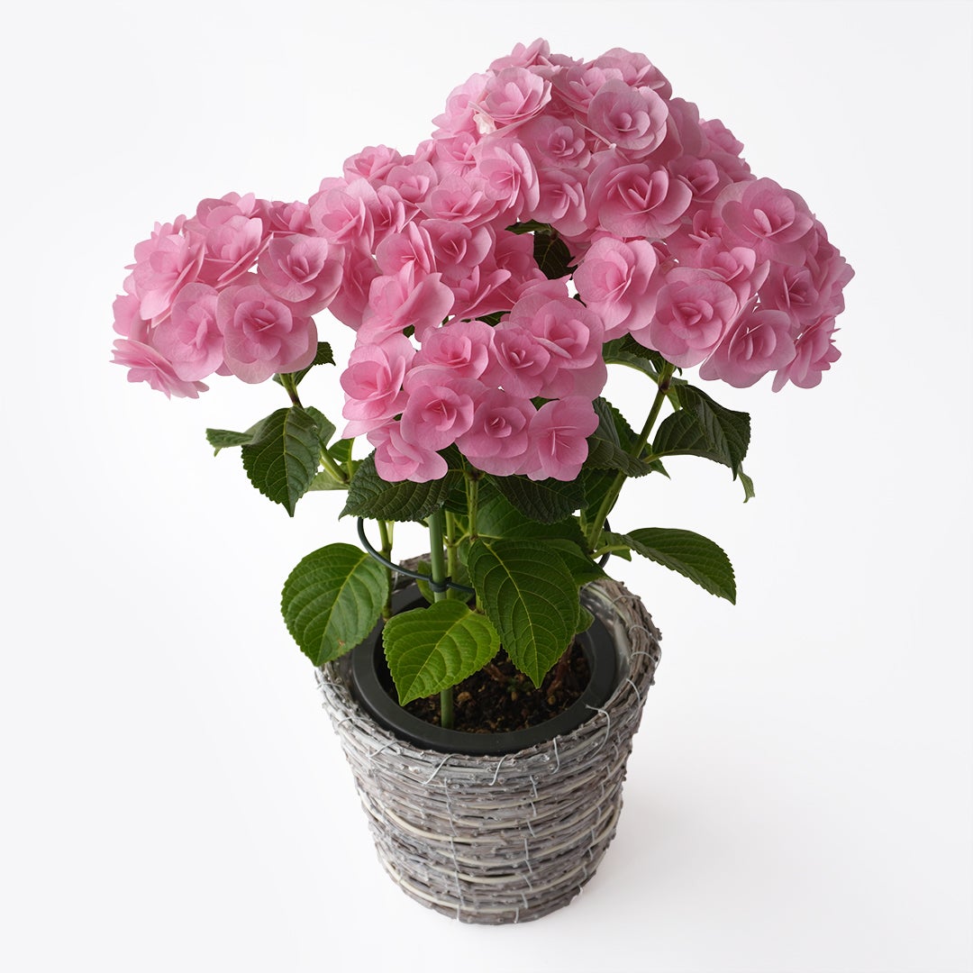 【母の日】ピンク色の紫陽花鉢植え