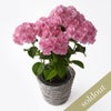 【母の日】ピンクのハイドランジアの鉢植え
