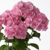 【母の日】ピンクのハイドランジアの鉢植え
