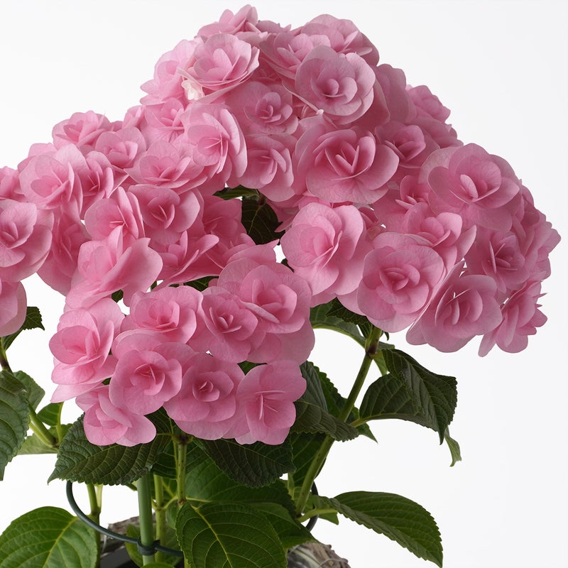 【母の日】ピンクのハイドランジアの鉢植え