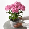【母の日】ピンクのハイドランジアの鉢植え
