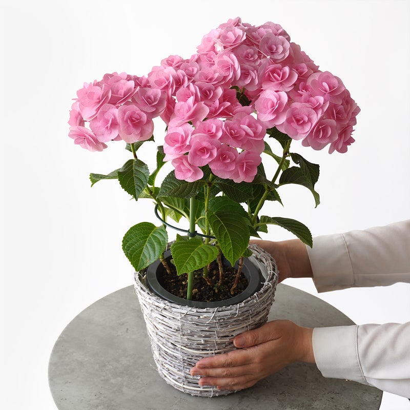 【母の日】ピンクのハイドランジアの鉢植え