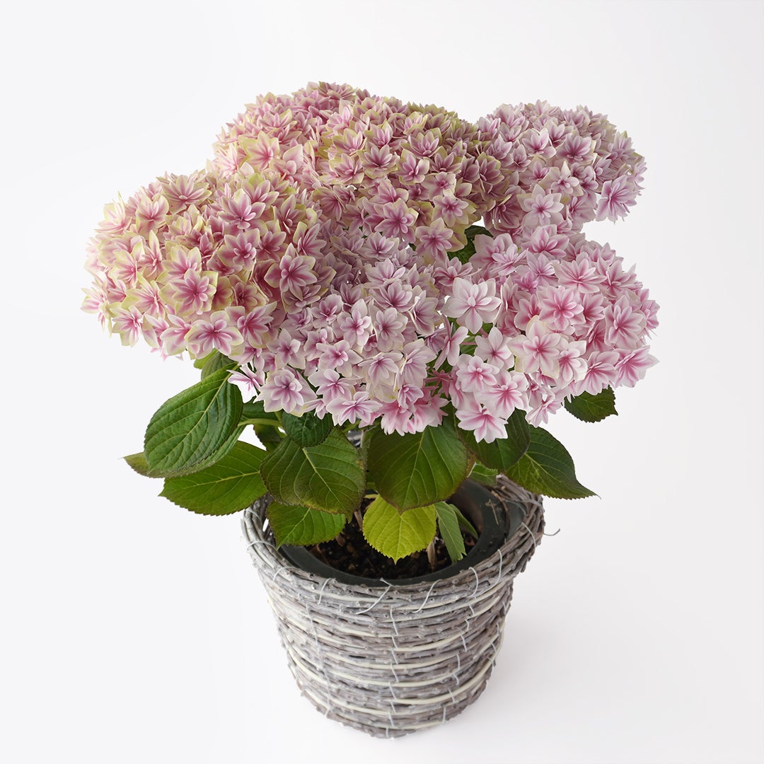 【母の日】ピンク色の紫陽花の鉢植え