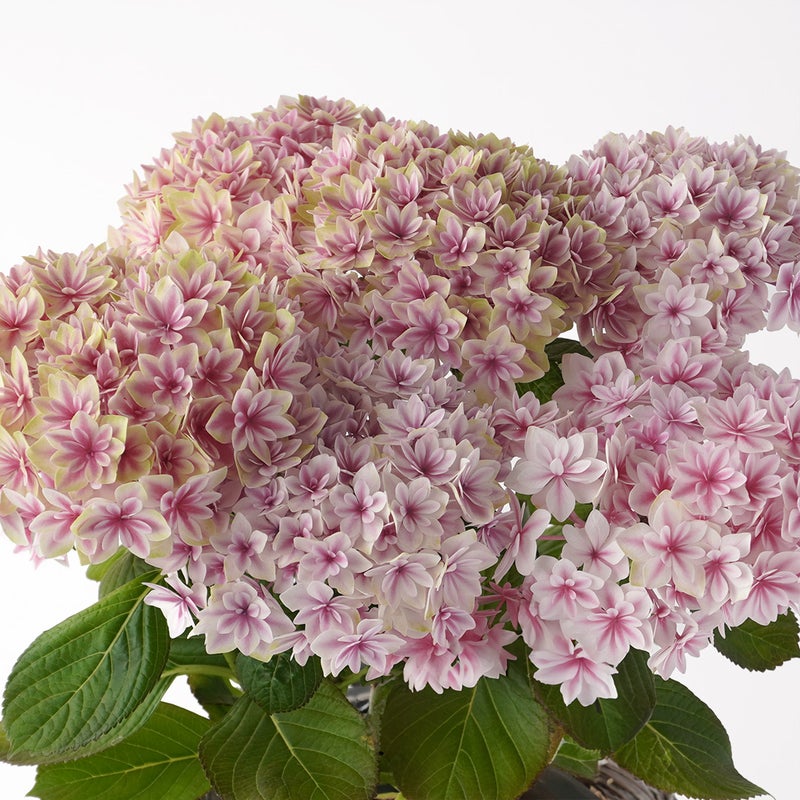 【母の日】淡いピンクから白へと広がるグラデーションが愛らしいハイドランジアの鉢植え