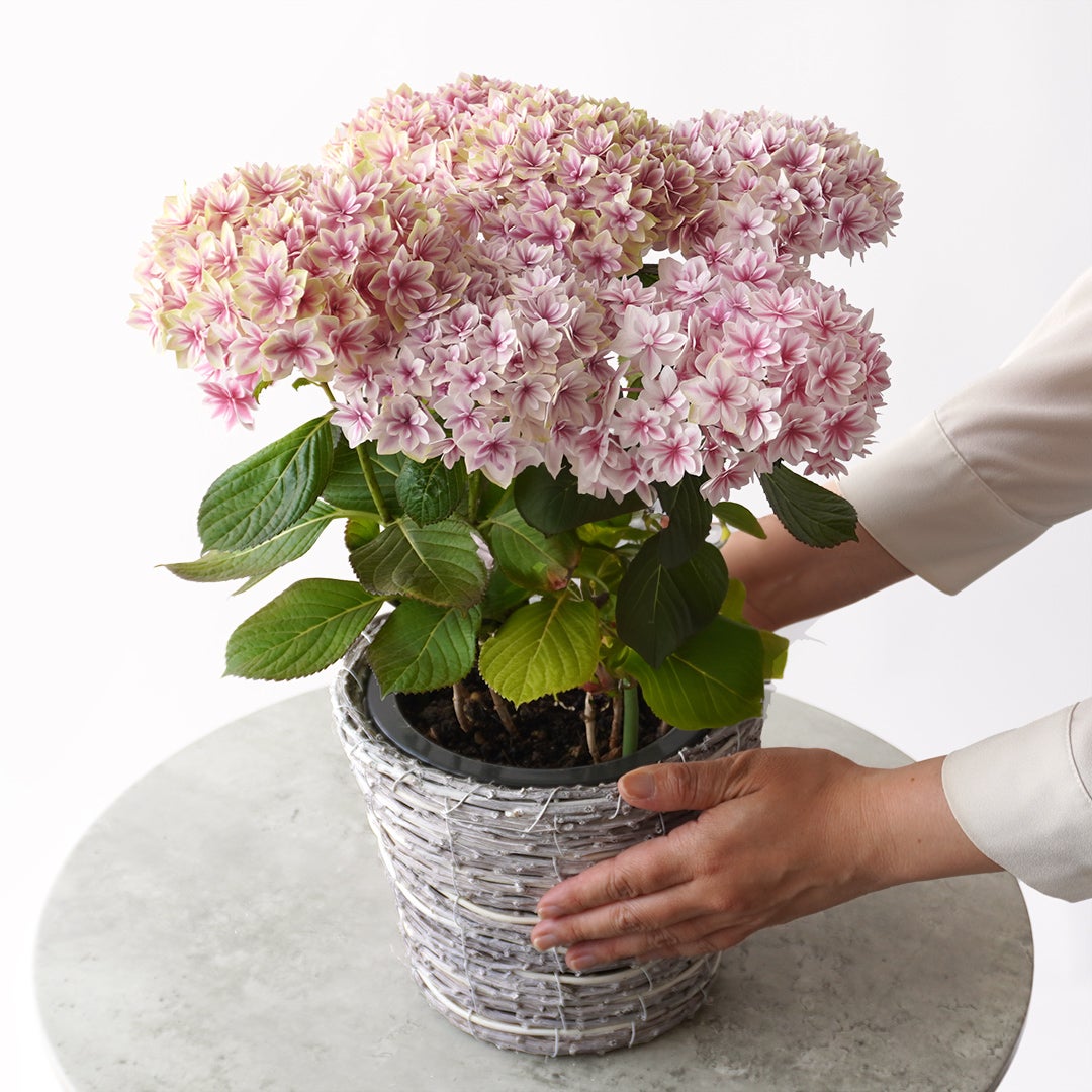 【母の日】淡いピンクから白へと広がるグラデーションが愛らしいハイドランジアの鉢植え