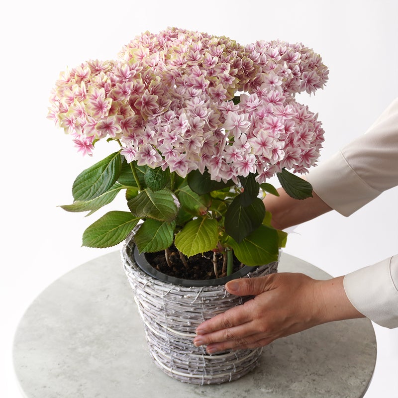 【母の日】淡いピンクから白へと広がるグラデーションが愛らしいハイドランジアの鉢植え