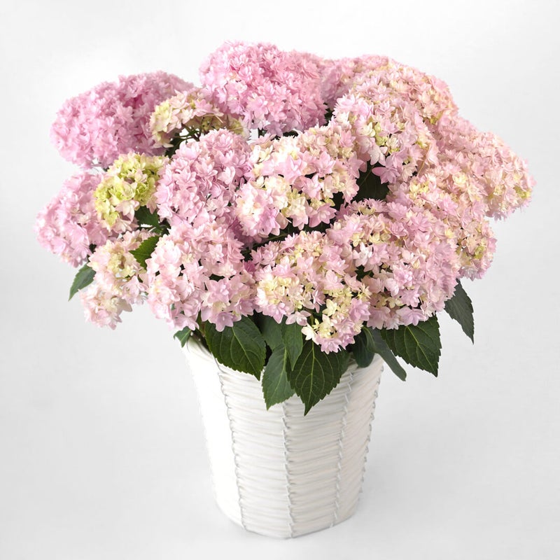 【母の日】淡いピンクのハイドランジアの鉢植え