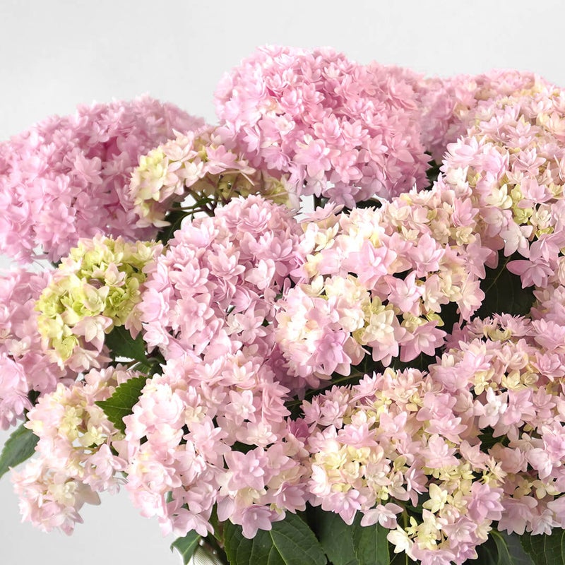 【母の日】淡いピンクのハイドランジアの鉢植え