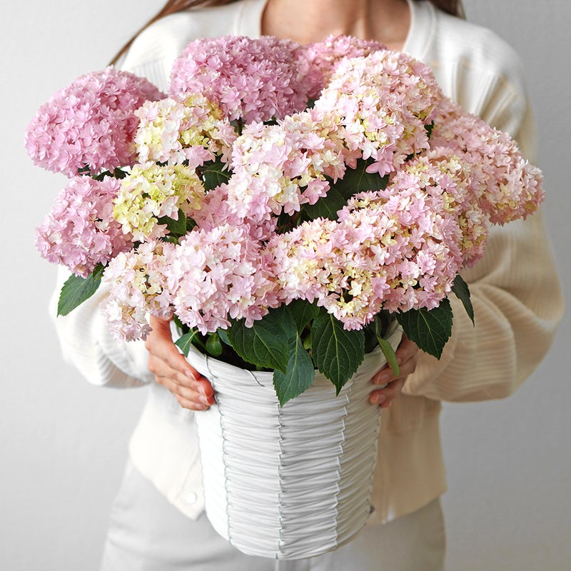 【母の日】淡いピンクのハイドランジアの鉢植え