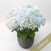 【母の日】ブルー系のグラデーションが爽やかなハイドランジアの鉢植え