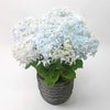 【母の日】ブルー系のグラデーションが爽やかなハイドランジアの鉢植え