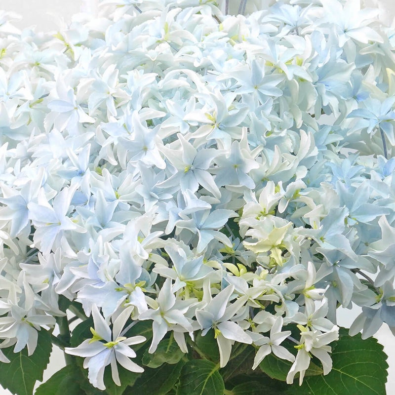 【母の日】ブルー系のグラデーションが爽やかなハイドランジアの鉢植え