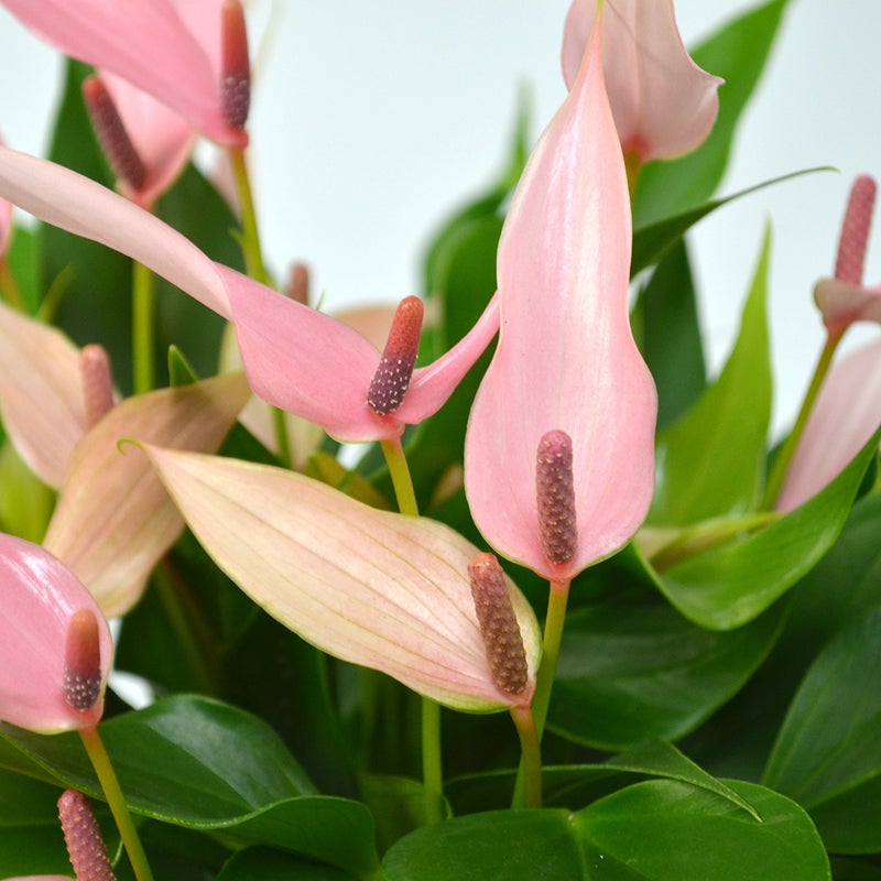 【母の日】淡いピンクのアンスリウムの鉢植え