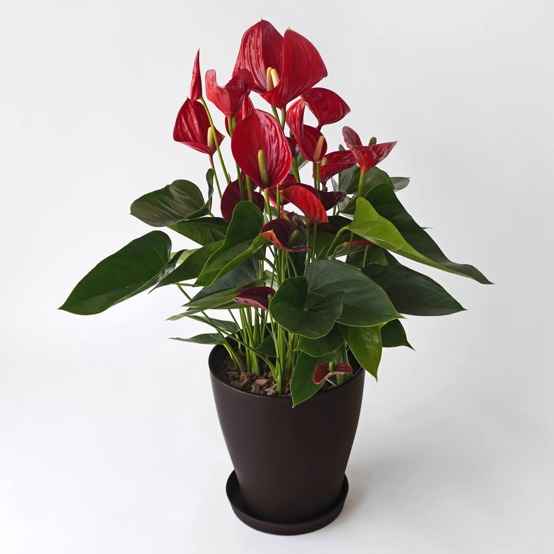 【母の日】赤色のアンスリウムの鉢植え
