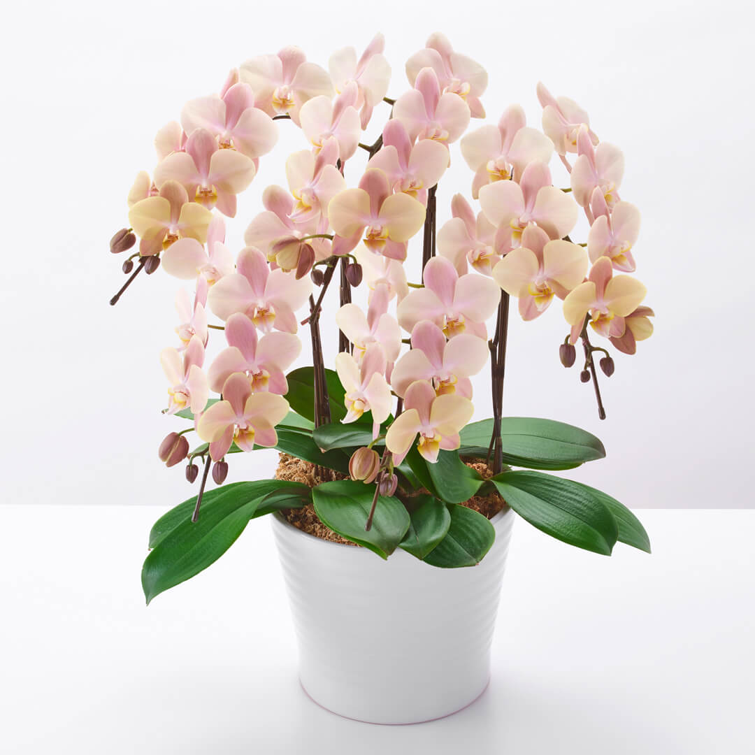 【母の日】ピンクがかったベージュのミディ胡蝶蘭