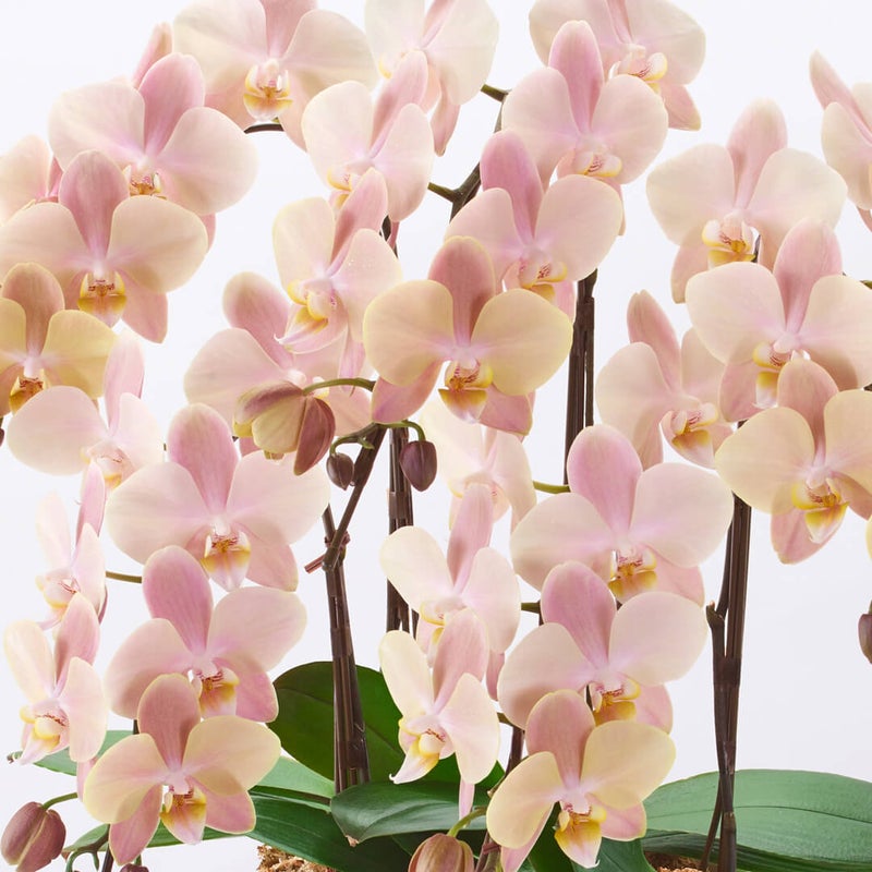 【母の日】ピンクがかったベージュのミディ胡蝶蘭