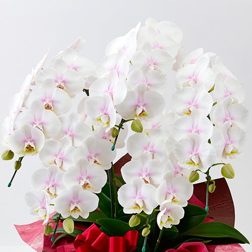 【母の日】ほんのりと淡いピンクグラデーションのミディ胡蝶蘭