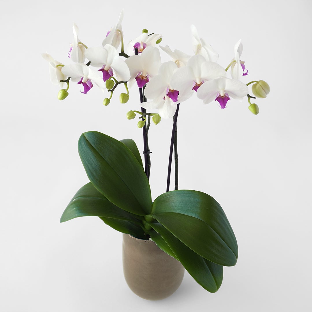 【母の日】白い花びらに赤いリップのミディ胡蝶蘭