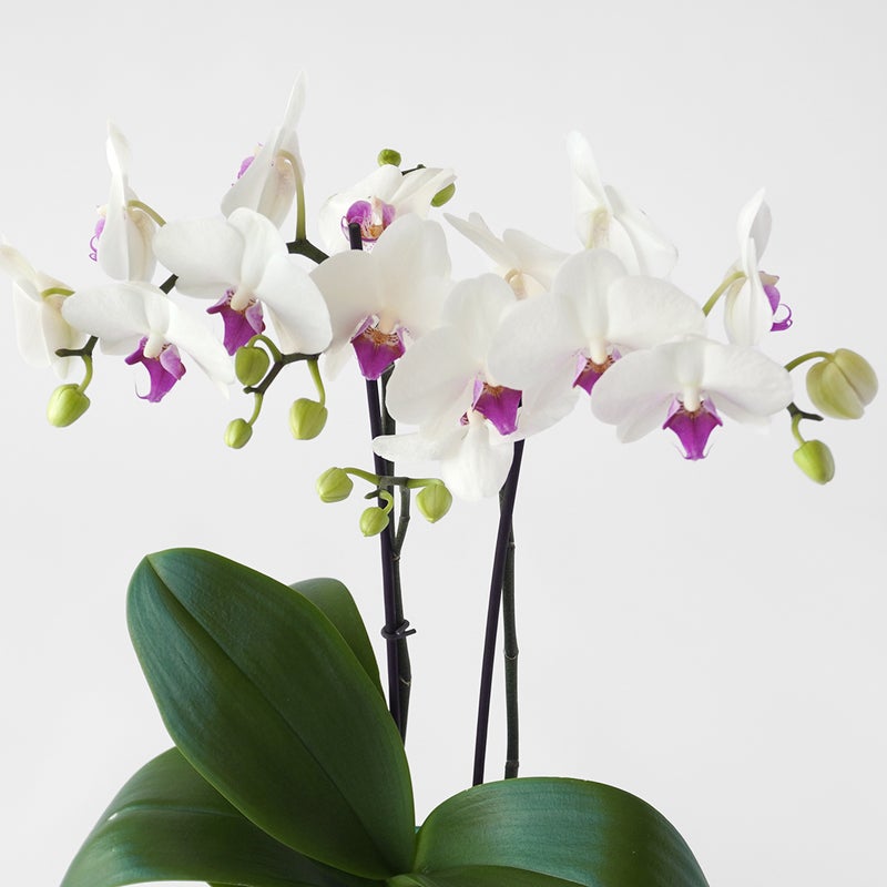 【母の日】白い花びらに赤いリップのミディ胡蝶蘭