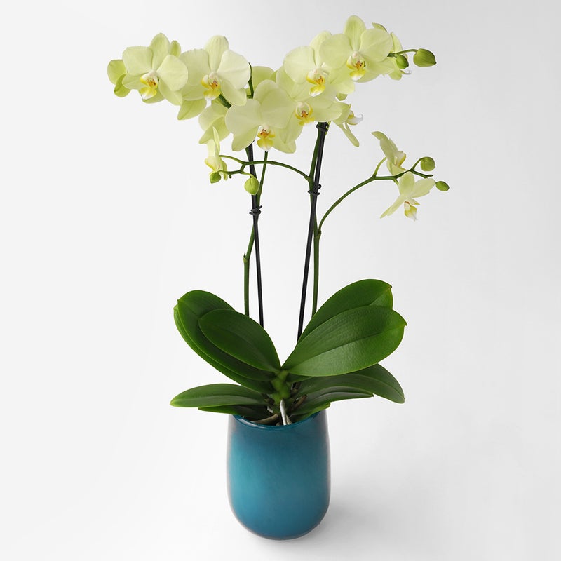 【母の日】淡い黄色のミディ胡蝶蘭