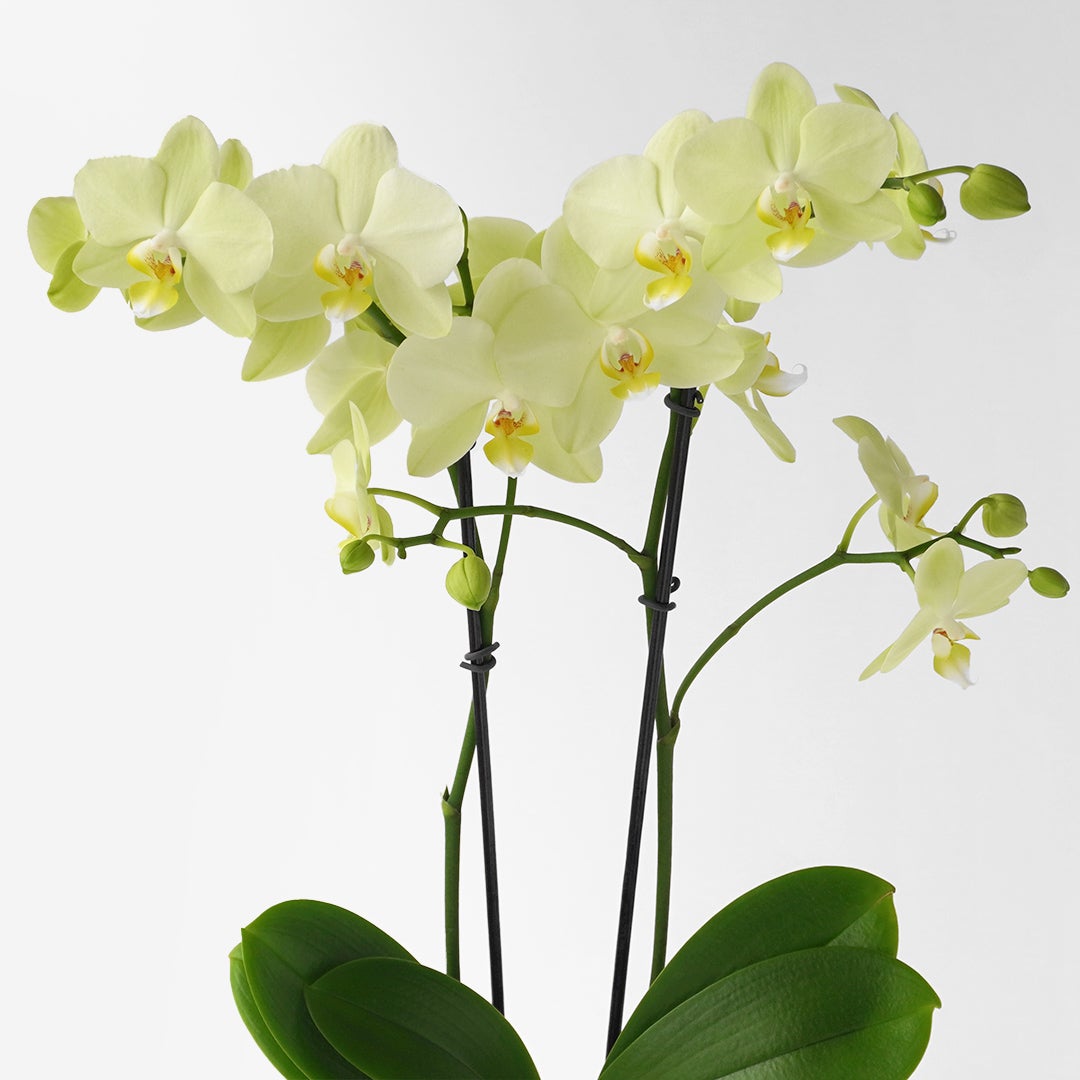 訪問着 薄黄色 胡蝶蘭 お花模様 クリーム色に胡蝶蘭の訪問着(袷) | 宅配着物レンタルの京都かしきもの