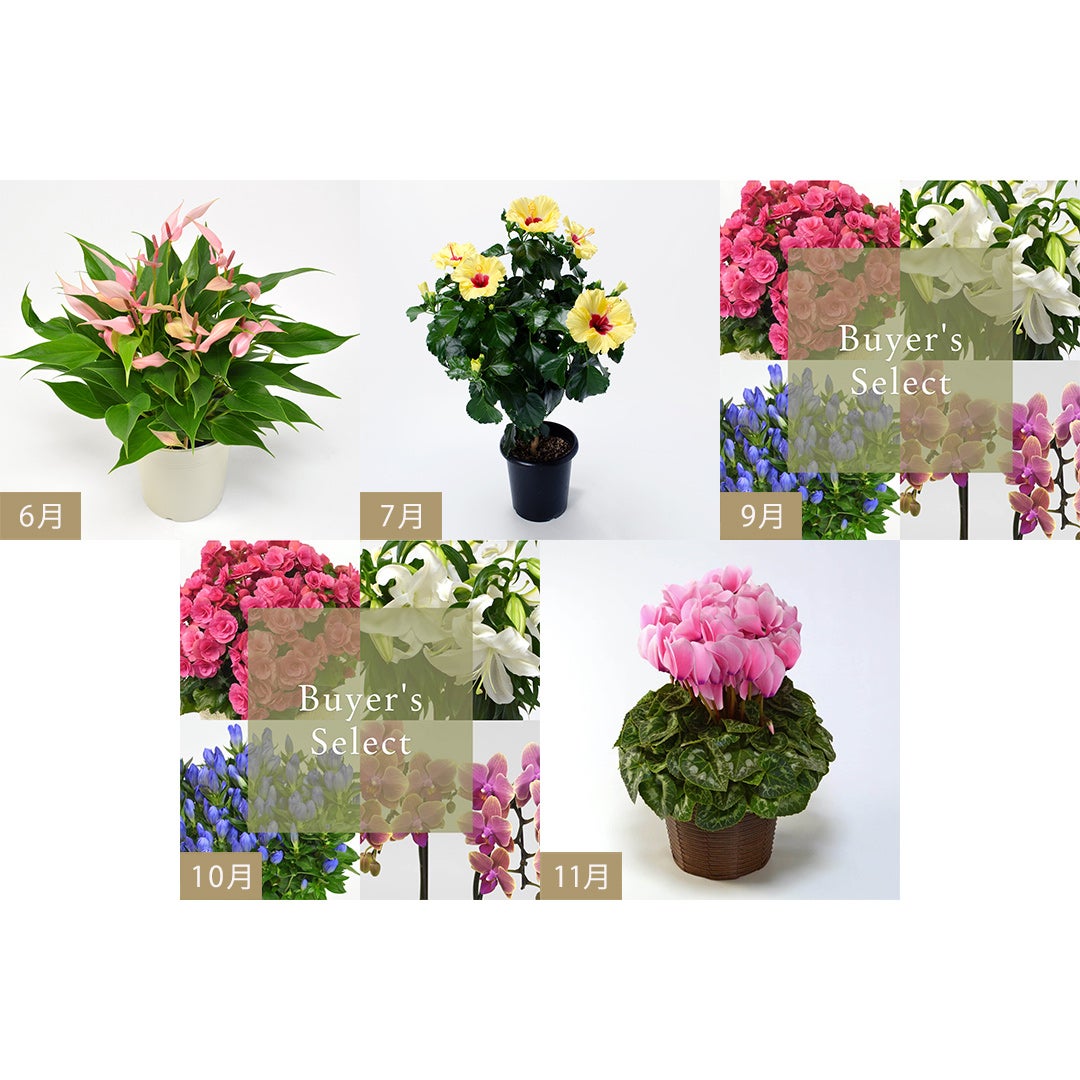 花のある暮らし 毎月届く鉢植えの花 （5か月） 2026年6月-11月（8月の