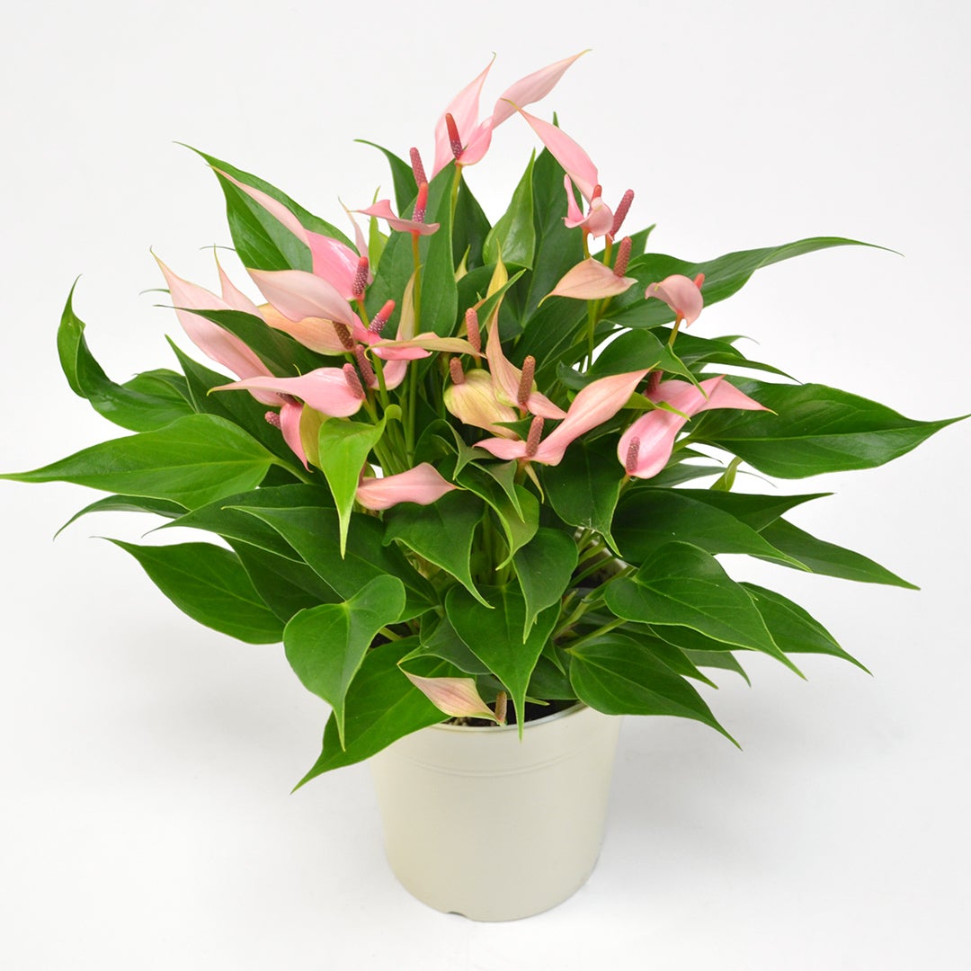 花のある暮らし 毎月届く鉢植えの花 6月：淡いピンクのアンスリウムの鉢植え