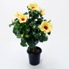 花のある暮らし 毎月届く鉢植えの花 7月：黄色のハイビスカスの鉢植え