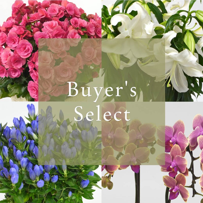 花のある暮らし 毎月届く鉢植えの花 10月：バイヤーズセレクト