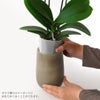 【敬老の日】鮮やかな黄色い花びらと赤のリップが特徴のカラーポット入りミディ胡蝶蘭