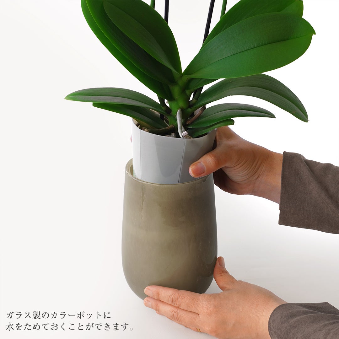 【敬老の日】鮮やかな黄色い花びらと赤のリップが特徴のカラーポット入りミディ胡蝶蘭