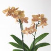 【敬老の日】淡いブラウンの花びらがおしゃれな2本立ミディ胡蝶蘭
