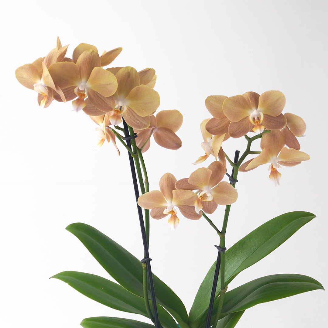 【敬老の日】淡いブラウンの花びらがおしゃれな2本立ミディ胡蝶蘭