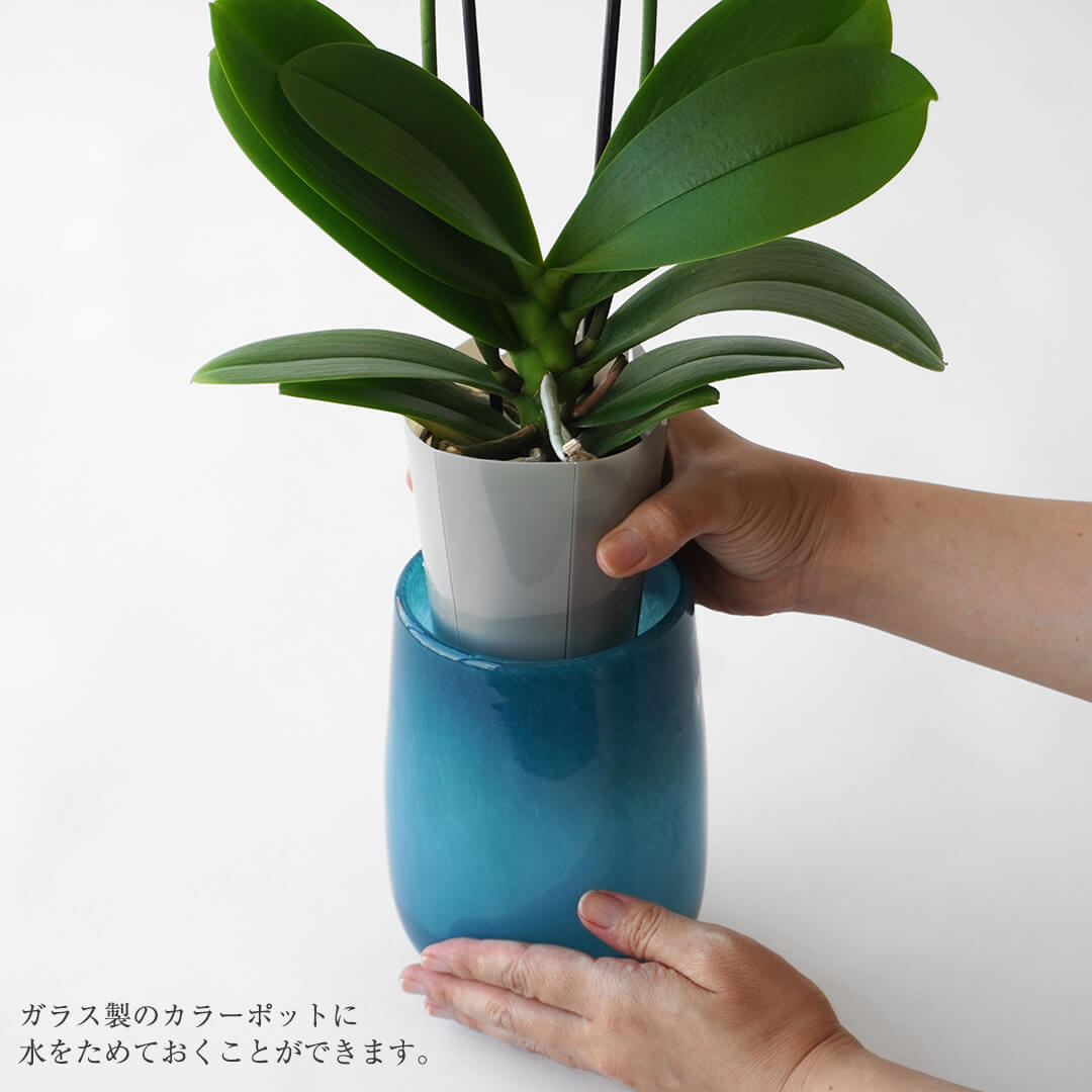 【敬老の日】淡いブラウンの花びらがおしゃれな2本立ミディ胡蝶蘭