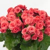 オレンジがかった赤いベゴニアの鉢植え