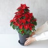 【お歳暮・クリスマス】ツリー型の赤いポインセチアの鉢植え