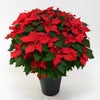 【お歳暮・クリスマス】大きな赤いポインセチアの鉢植え