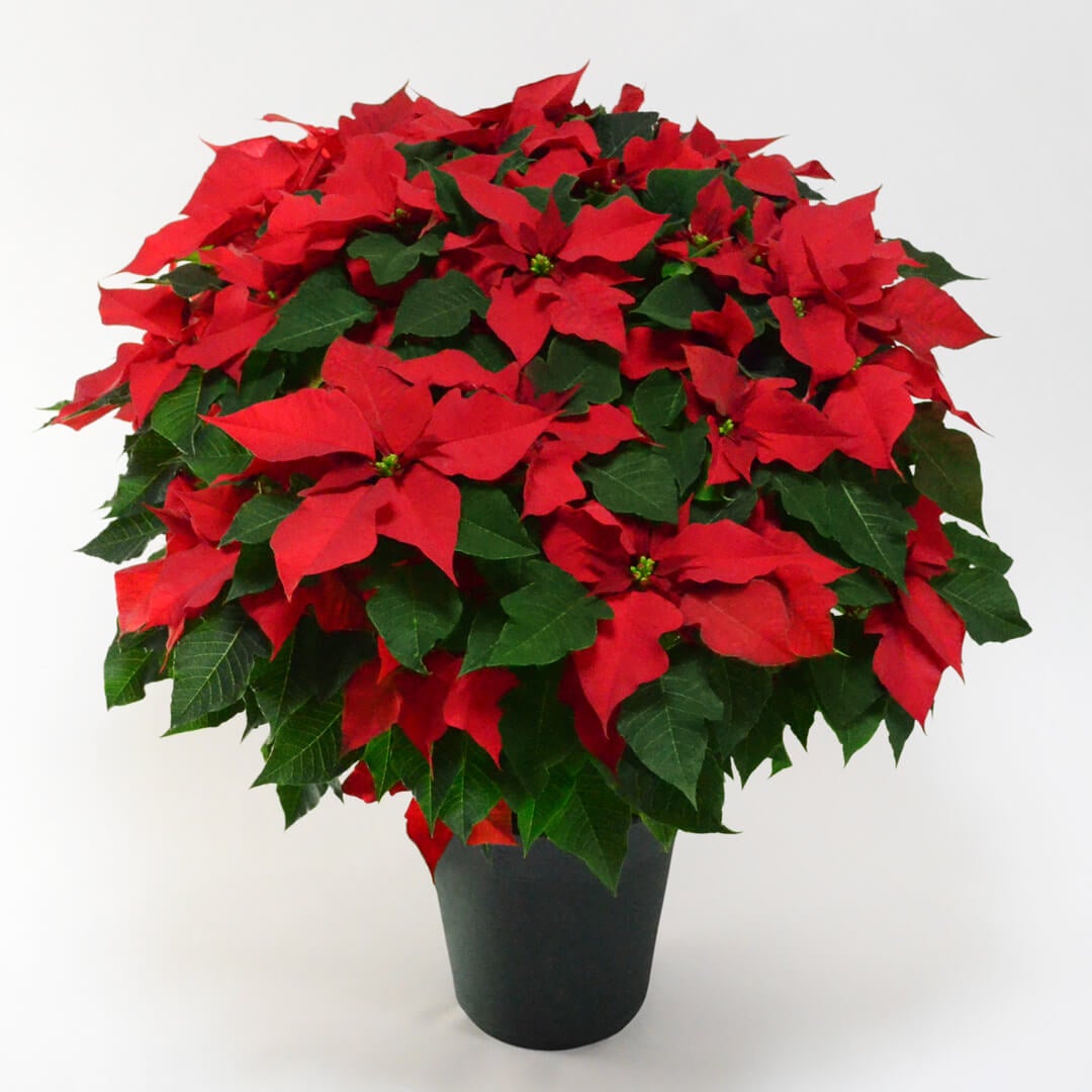 【お歳暮・クリスマス】大きな赤いポインセチアの鉢植え