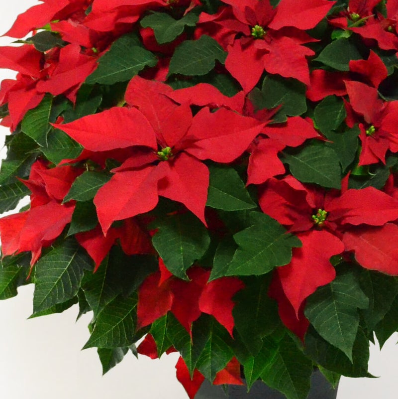 【お歳暮・クリスマス】大きな赤いポインセチアの鉢植え