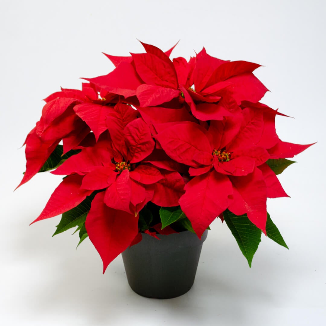 【お歳暮・クリスマス】赤いポインセチアの鉢植え（6号鉢）