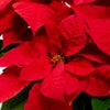 【お歳暮・クリスマス】赤いポインセチアの鉢植え（6号鉢）