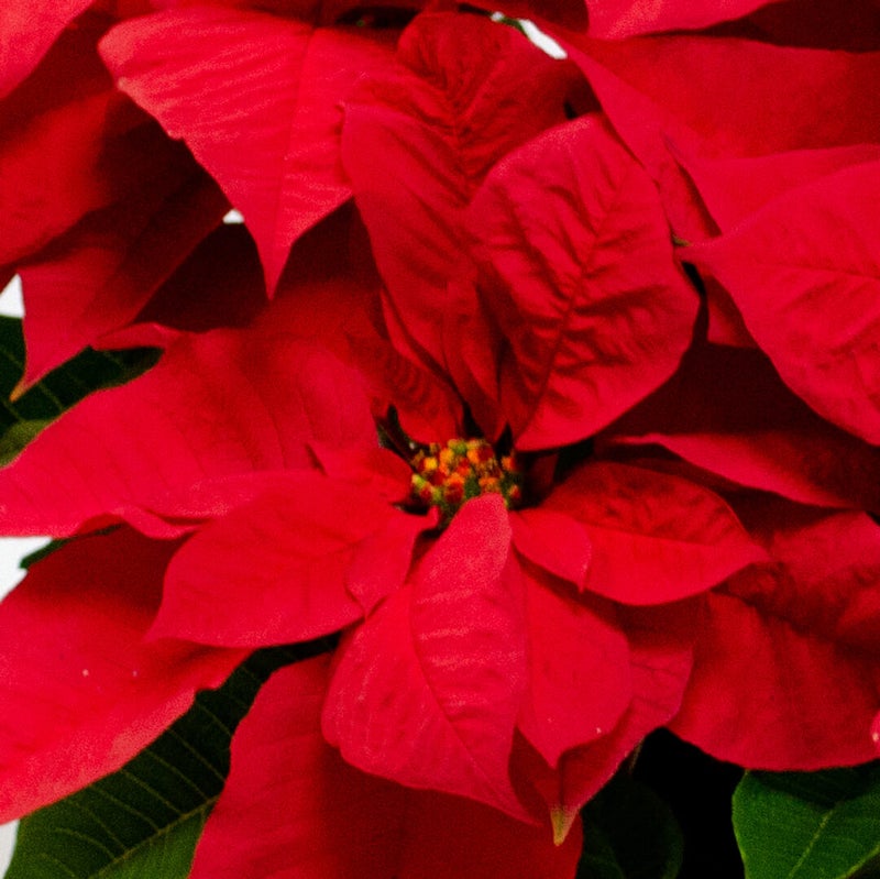 【お歳暮・クリスマス】赤いポインセチアの鉢植え（6号鉢）