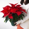 【お歳暮・クリスマス】赤いポインセチアの鉢植え（6号鉢）