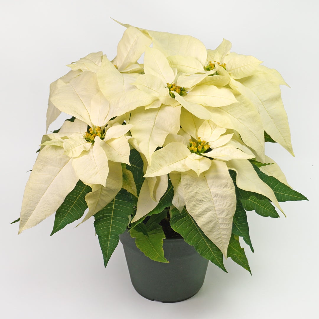 【お歳暮・クリスマス】白いポインセチアの鉢植え（6号鉢）
