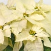 【お歳暮・クリスマス】白いポインセチアの鉢植え（6号鉢）