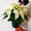 【お歳暮・クリスマス】白いポインセチアの鉢植え（6号鉢）