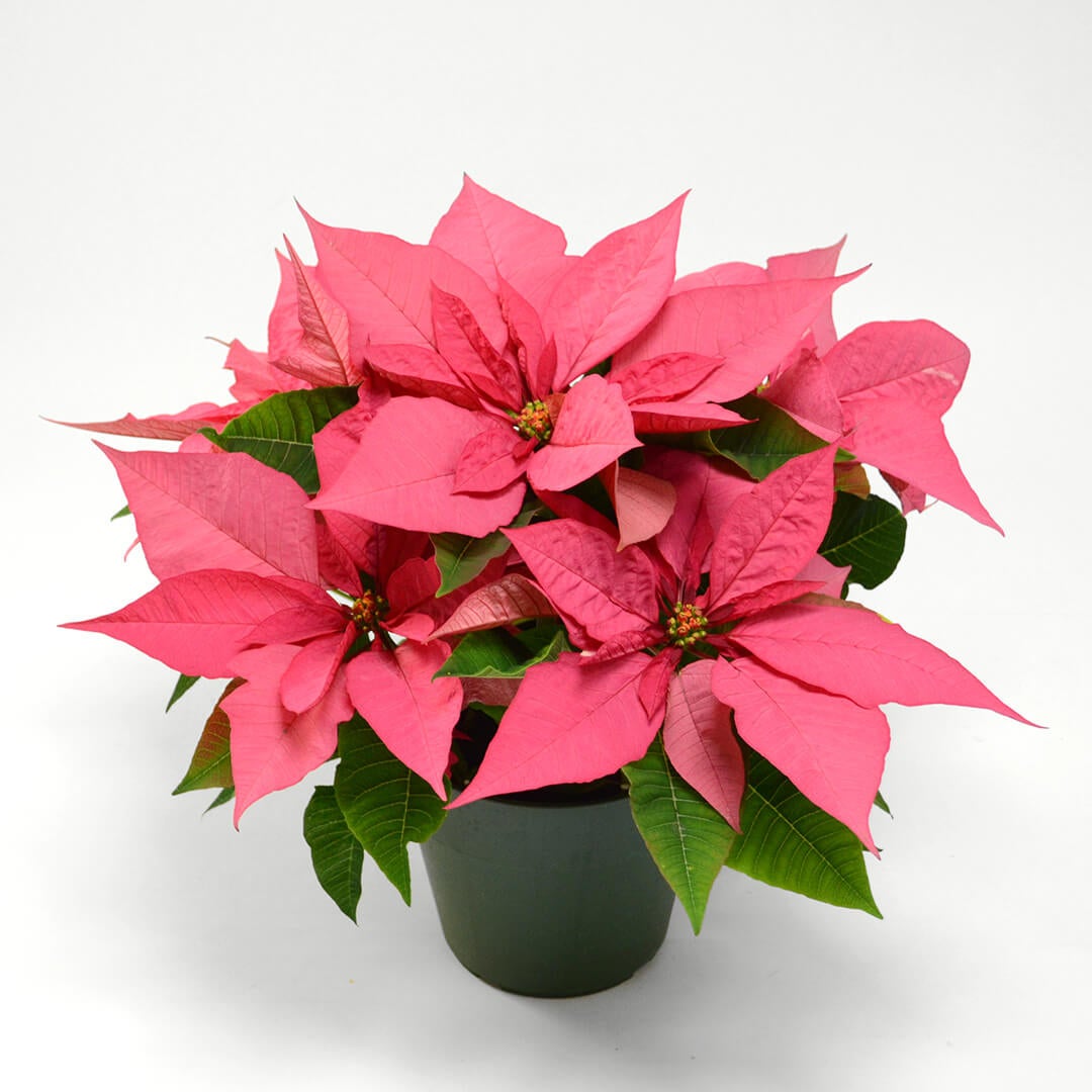 【お歳暮・クリスマス】ピンクのポインセチアの鉢植え（6号鉢）"