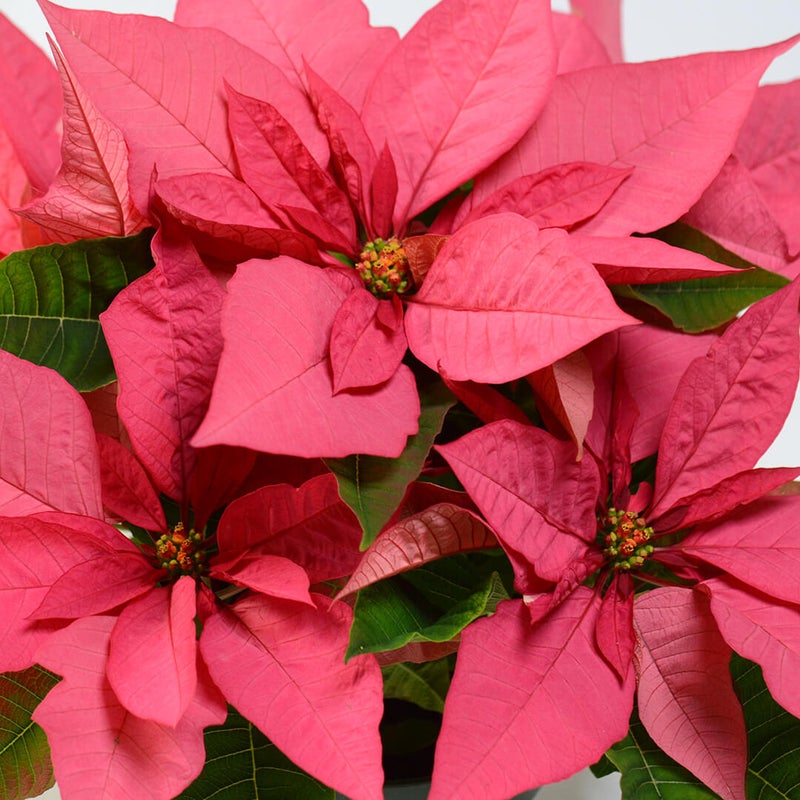 【お歳暮・クリスマス】ピンクのポインセチアの鉢植え（6号鉢）