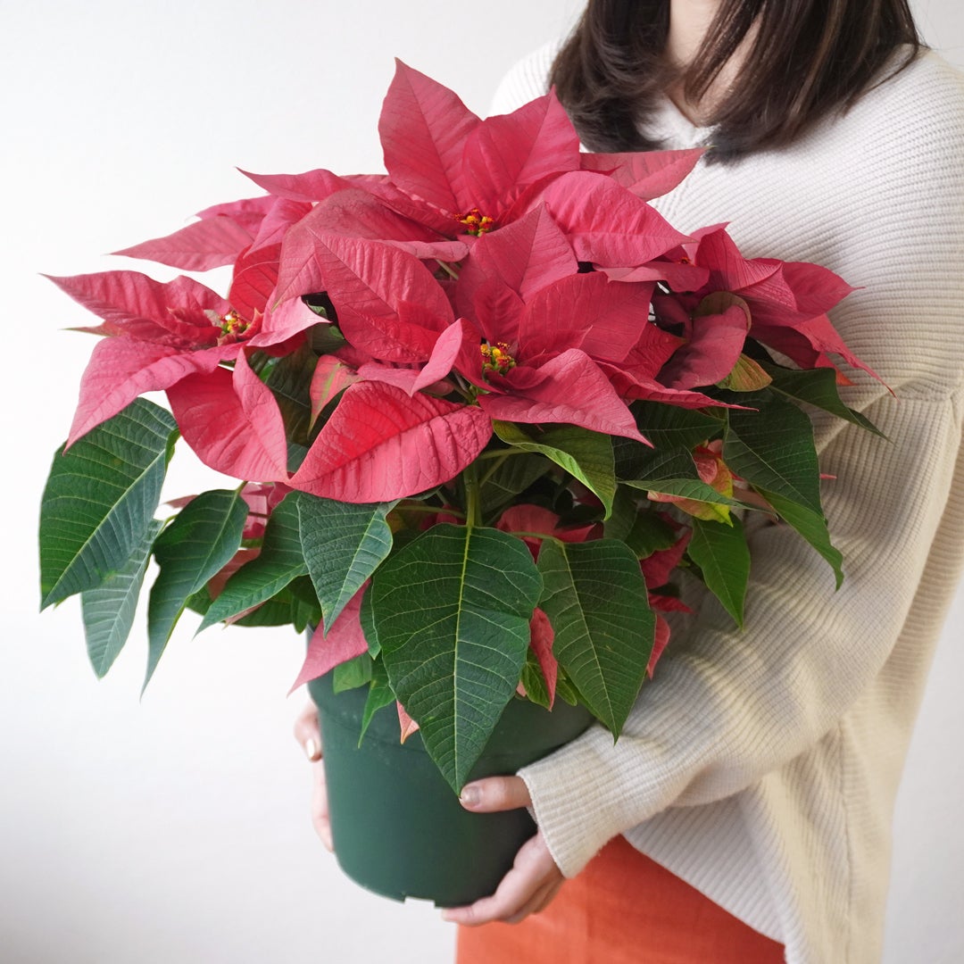 【お歳暮・クリスマス】ピンクのポインセチアの鉢植え（6号鉢）